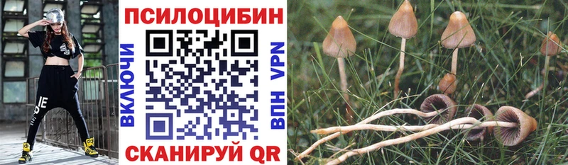 Псилоцибиновые грибы Cubensis  блэк спрут ССЫЛКА  Струнино 